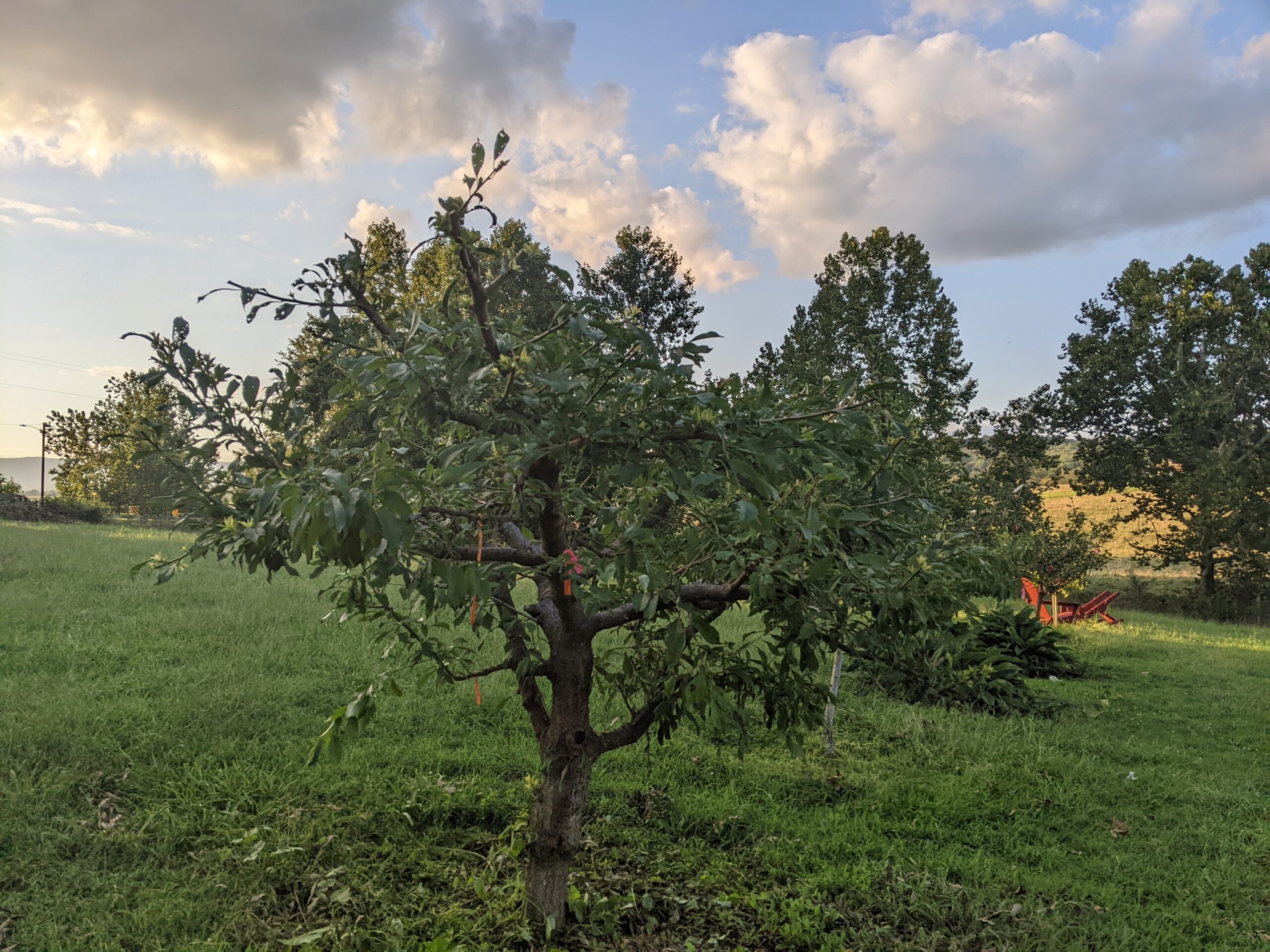 Grafting Registration Form