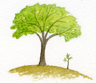 Choosing the Right Fruit Tree – Wilbourn House Orchard